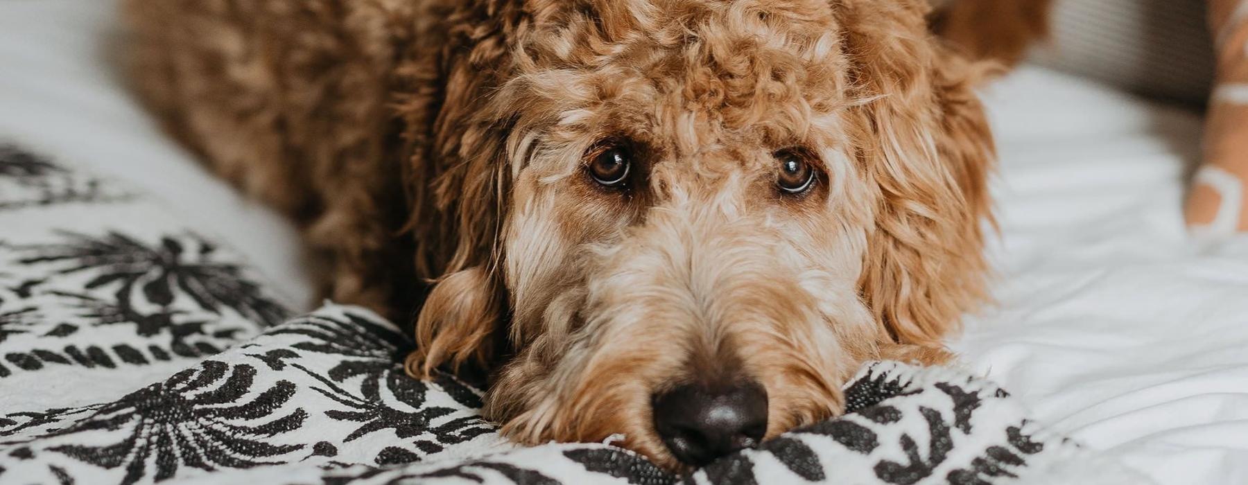 a dog lying on a bed